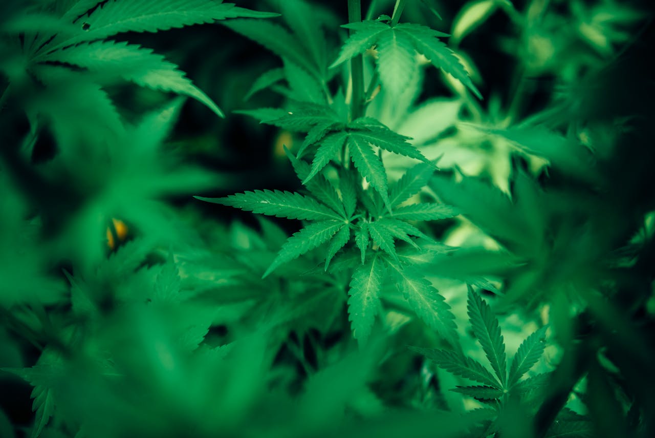 Vibrant close-up of green cannabis leaves showcasing natural growth and texture.